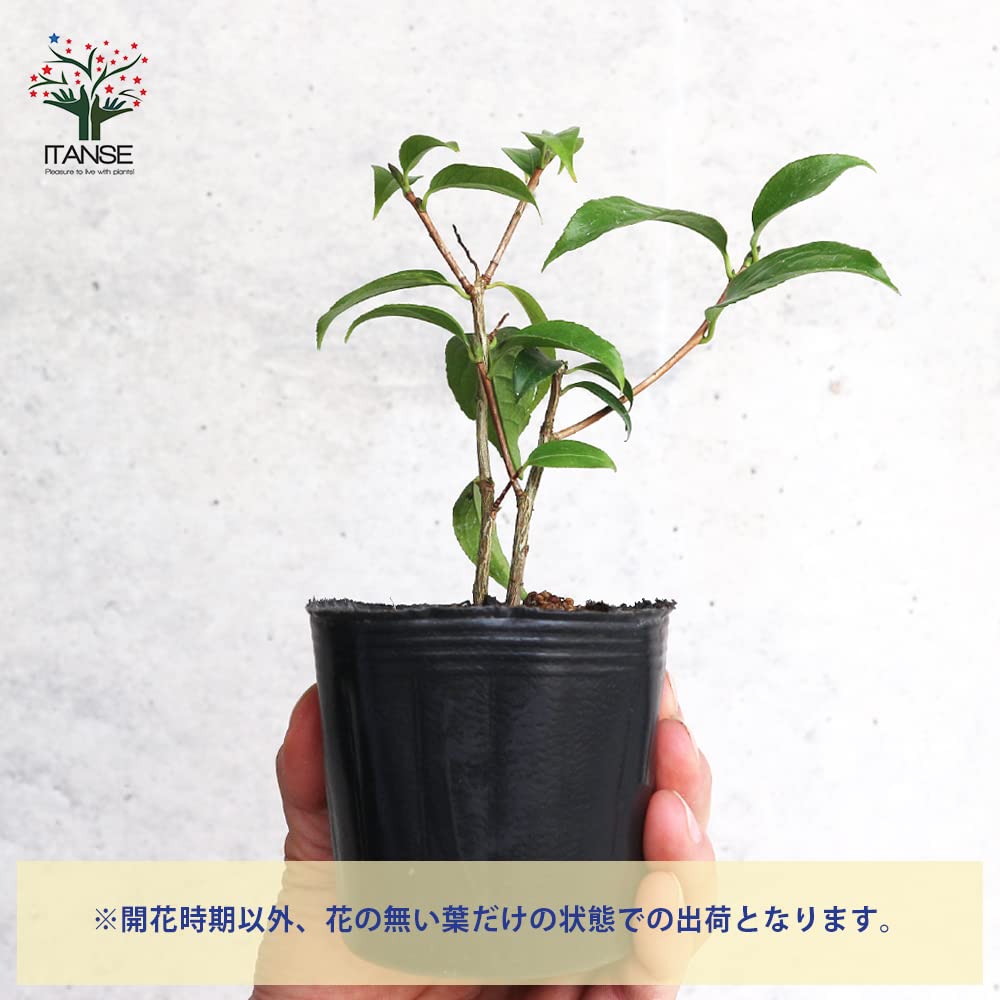 頂生金花茶　椿 楽天市場】【選べる現品販売】椿(ツバキ) 頂生金花茶(チョウセイキン